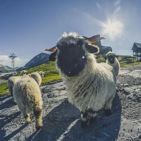 ホテル Walliserhof-leukerbad-therme 3*