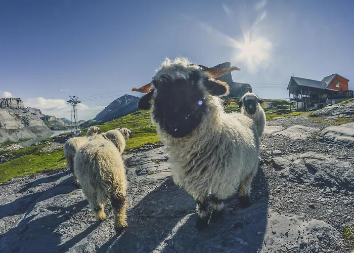 Hotel Walliserhof-leukerbad-therme 3*